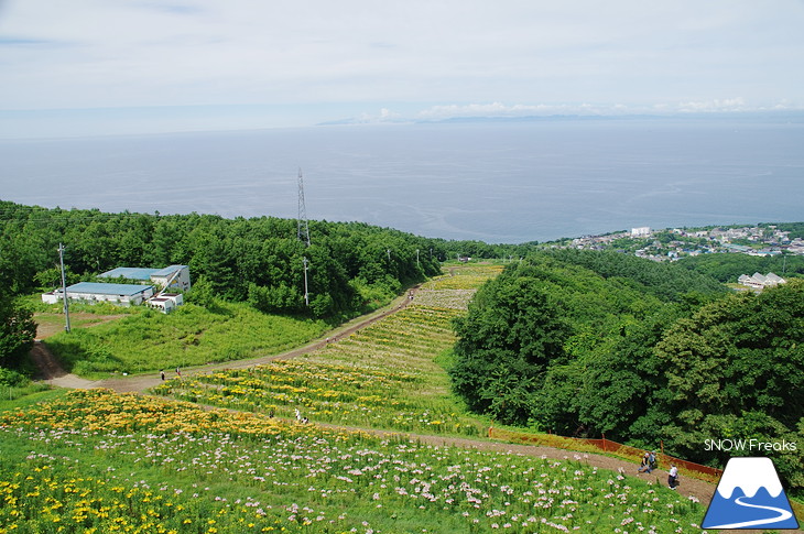 オーンズ春香山ゆり園 今年も綺麗な『ゆり』のシーズン到来♪